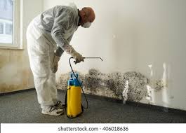 Trusted Cusseta, GA Mold Removal Experts